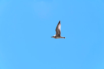 Seagull flying in the blue sky