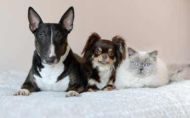 two dogs and a cat posing on a bed