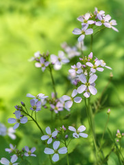 Pflanze lila blühen im Garten, Nahaufnahme