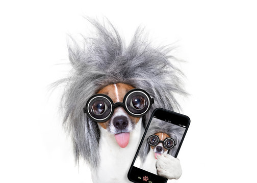 intelligent smart  dog taking selfie