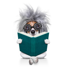 intelligent smart  dog reading a book
