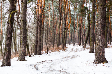 Dirt road in the winter coniferous forest