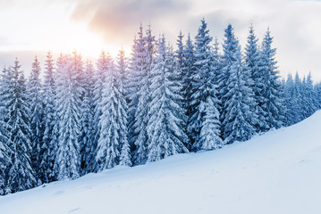 Fototapeta premium Mysterious winter landscape majestic mountains