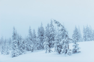 Dense fog in the mountains. Dramatic scene. Magical winter snow 