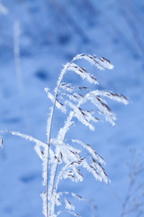 winter grass covered with hoarfrost , icy branches winter macro