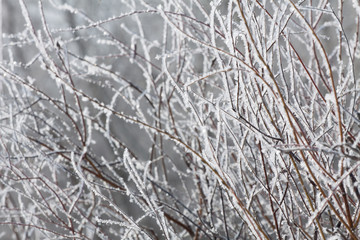 winter grass covered with hoarfrost , icy branches winter macro