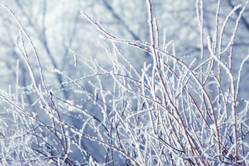winter grass covered with hoarfrost , icy branches winter macro