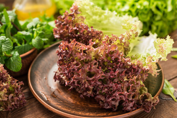 Fresh colorful lollo rossa and other greens