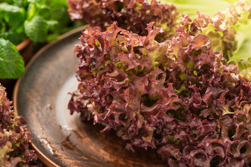 Fresh colorful lollo rossa and other greens