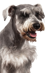 Schnauzer dog portrait