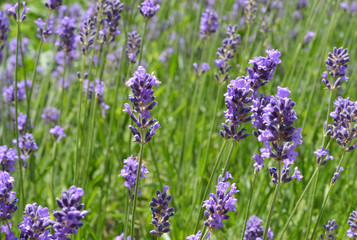 Fiori di muscari viola in primavera