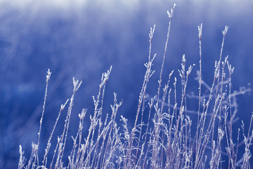 winter background , winter, nature , blue background with grass and twigs