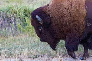 American Bison passing close by with hoof raised