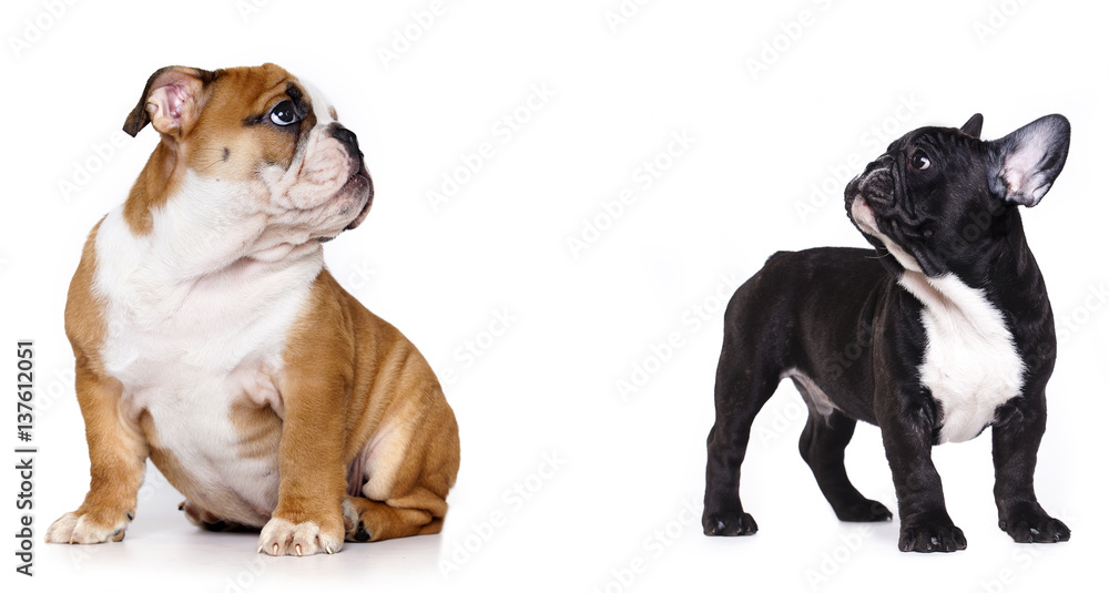 Wall mural Puppy French and  English bulldog