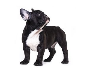 French Bulldog puppy 3 months old