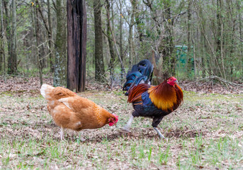 Rooster and hens foraging in the yard.  Free range chickens enjoying hunting for grubs.