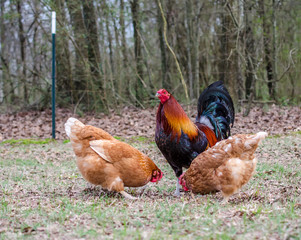 Rooster and hens foraging in the yard.  Free range chickens enjoying hunting for grubs.