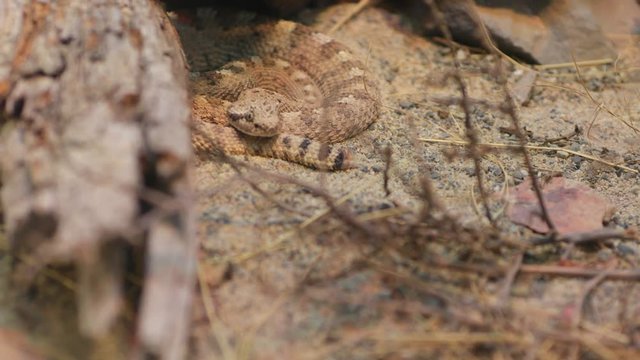 Cerastes is a venomous viper species native to the deserts of Northern Africa and parts of the Middle East. Nature video. 4K, 3840*2160, high bit rate, UHD