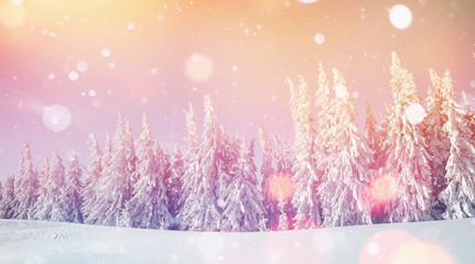 Obraz na płótnie Canvas winter landscape trees in hoarfrost, background with some soft h