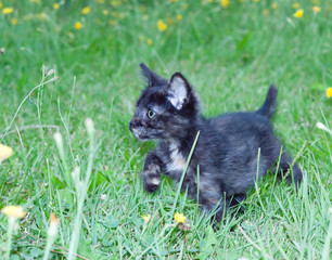 Obraz premium clumsy little kitten on the