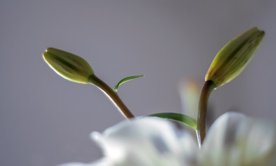 Fototapeta premium Blütenknospen und Blütenblätter