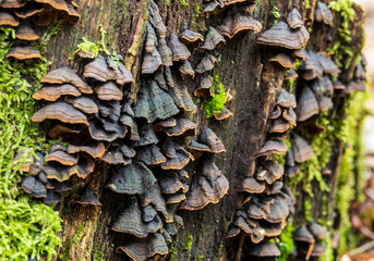 Moss covered IV