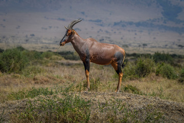 Topi (Damaliscus korrigum) antelope standing on a mound in Masai Mara, Kenya, East Africa