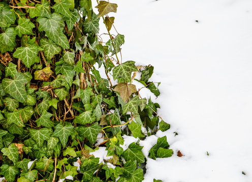  Sudden winter. Green ivy leaves and snow.