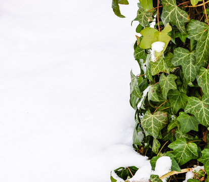  Sudden winter. Green ivy leaves and snow.