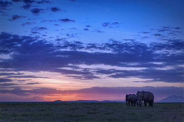 Fototapeta na wymiar Elephants after sunset, Amboseli National Park, Kenya, East Africa