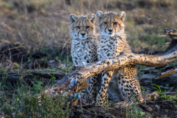 Fototapeta na wymiar Two cheetah cubs in the early morning, Ndutu, Tanzania, East Africa