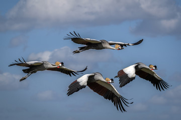 Grey crowned cranes (Balearica regulorum) in flight over Amboseli National Park, Kenya, East Africa