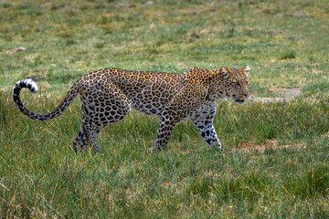 Leopard coming through the marsh on his way to higher ground, Ndutu, Tanzania, East Africa
