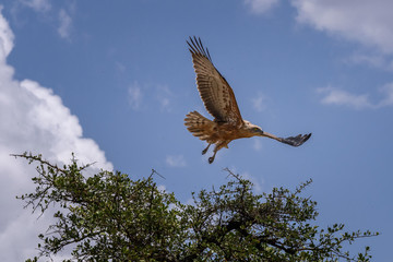 Tawny eagle (Aquila rapax) in flight, Masai Mara, Kenya, East Africa