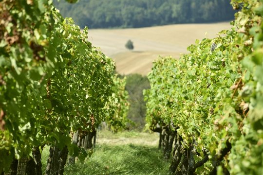 Weintrauben am Weinberg