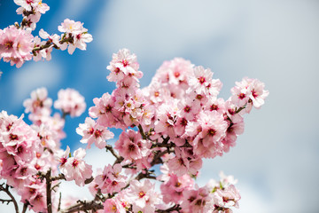 Toned effect spring almond flowers