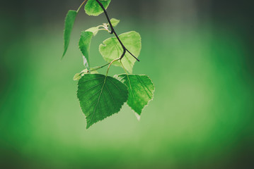 Sunny young green spring leaves of birch tree, natural eco seasonal background with copy space