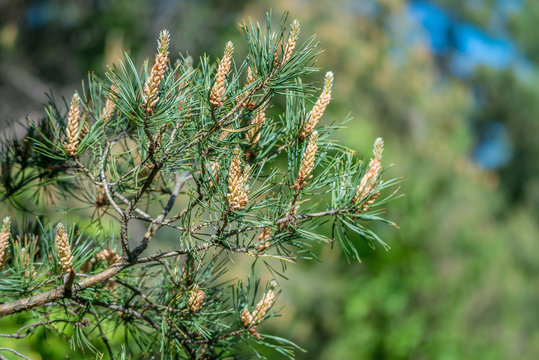 Pine branches blossom