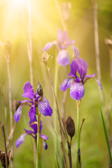 Wild violet iris flower growing in nature, summer seasonal floral sunny background