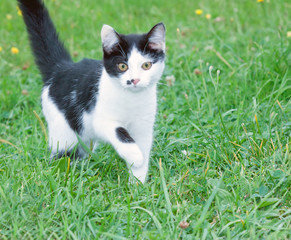 black and white cat in