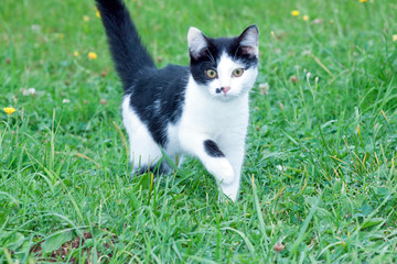 young rustic cat on the