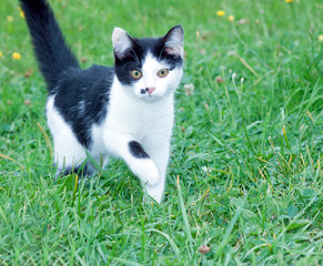 black and white cat in