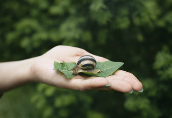 Snail on the palm of a woman.