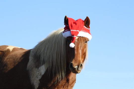 Ponette avec un bonnet