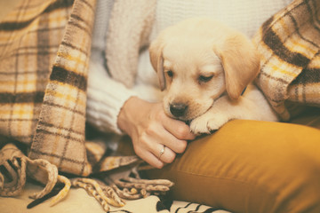 Funny small labrador sitting on the woman's legs in autumn