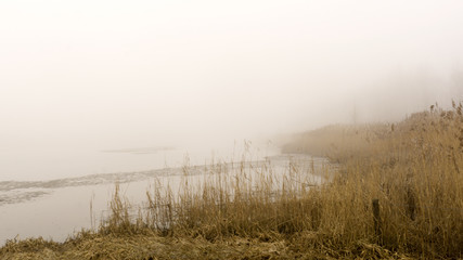 marsh in winter