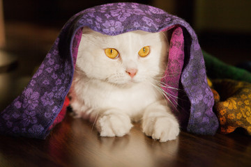 Portrait of a cute white kitty