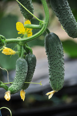 Cucumbers ripening in a greenhouse on natural soil and drag on trellis