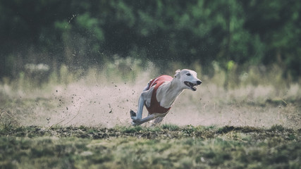 Whippet dog running. Coursing, passion and speed