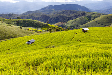 Green Terraced Rice Field in Pa Pong Pieng , Mae Chaem, Chiang Mai, Thailand